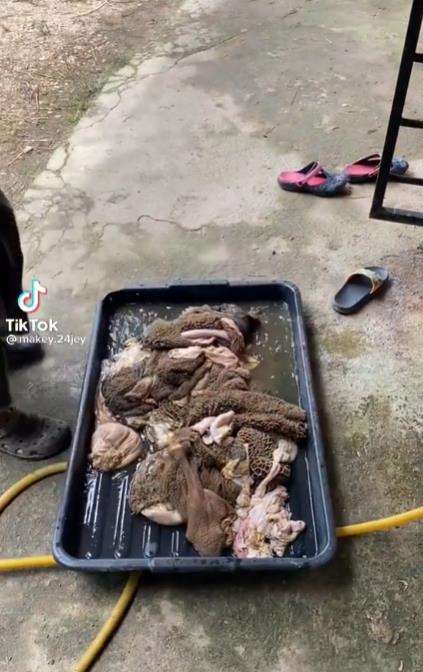 Bersihkan isi perut sapi pakai mesin cuci.