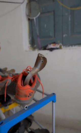 Seram, pawang temukan ular kobra raksasa sembunyi dalam sepatu.