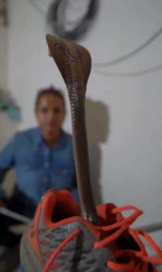 Seram, pawang temukan ular kobra raksasa sembunyi dalam sepatu.