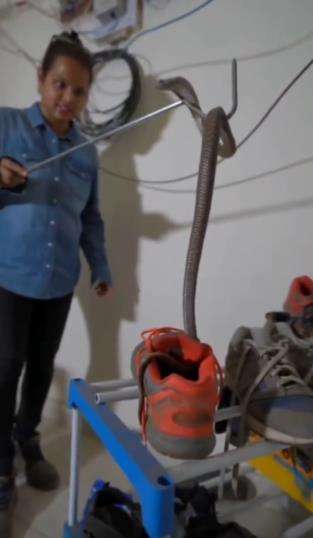 Seram, pawang temukan ular kobra raksasa sembunyi dalam sepatu.