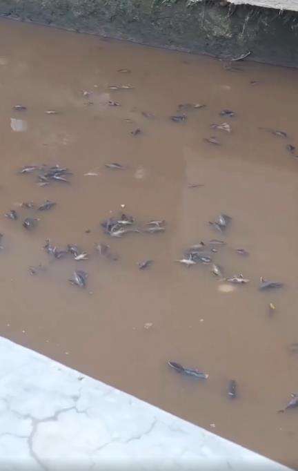 Ribuan ikan mati di Kali Baru. Ribuan ikan mati di Kali Baru.