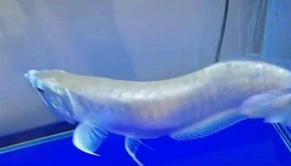 Mati lemas kehabisan oksigen, ikan arwana silver jadi lauk.