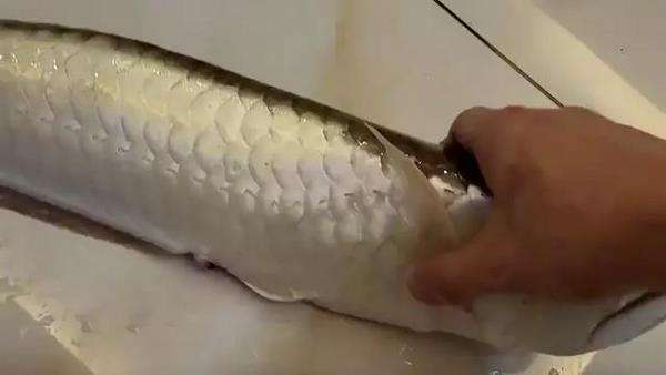 Mati lemas kehabisan oksigen, ikan arwana silver jadi lauk.
