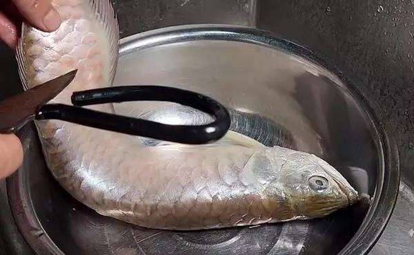 Mati lemas kehabisan oksigen, ikan arwana silver jadi lauk.