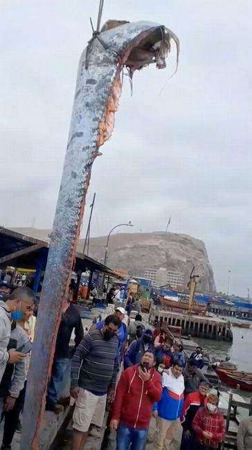 Heboh nelayan tangkap ikan raksasa.