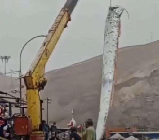 Heboh nelayan tangkap ikan raksasa.