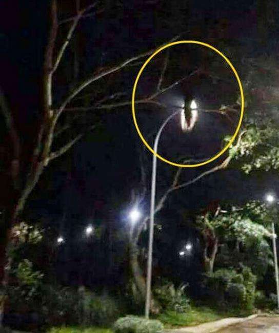 Tiba-tiba muncul makhluk bertengger di atas dahan.