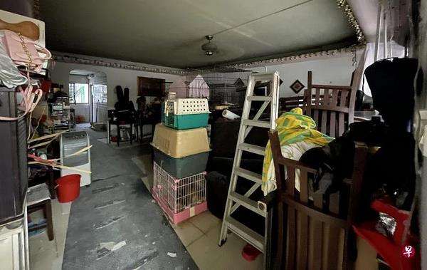 Pelihara lebih 50 kucing, tetangga tak pernah buka jendela.