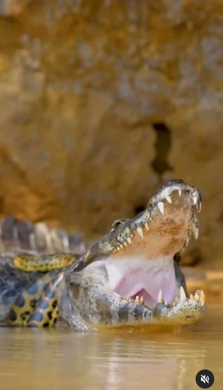 Anaconda vs buaya Anaconda vs buaya