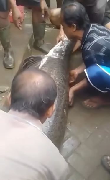 Ikan Raksasa Terdampar di Garut