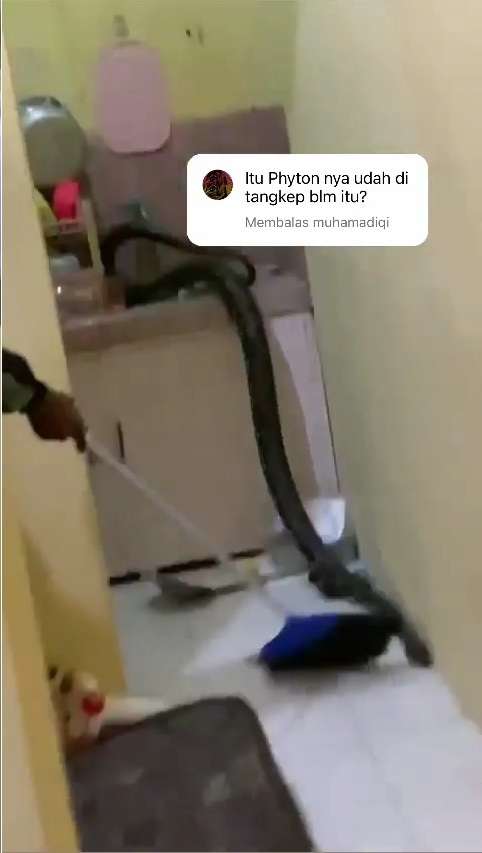 Ular Piton Besar Masuk Dapur Kos Jam 3 Pagi, Penghuni Auto Panik