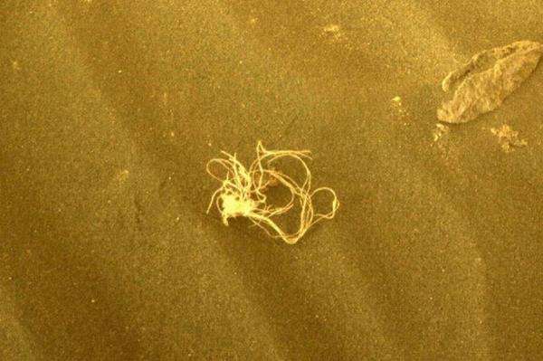 Penemuan misterius di Planet Mars.