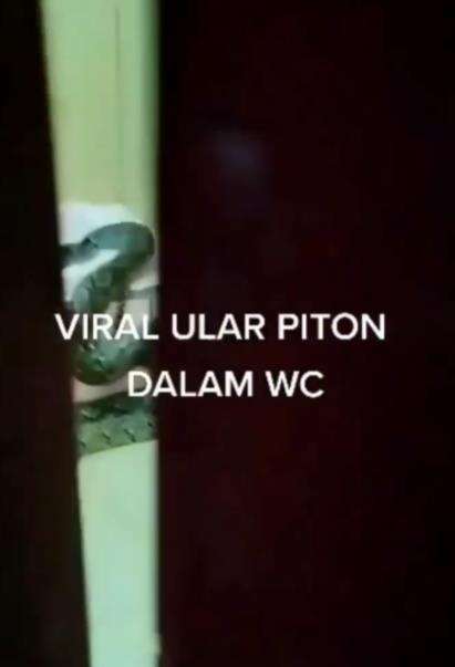 Geger ular piton keluar dari lubang WC.