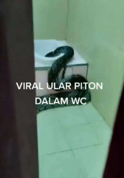 Geger ular piton keluar dari lubang WC.