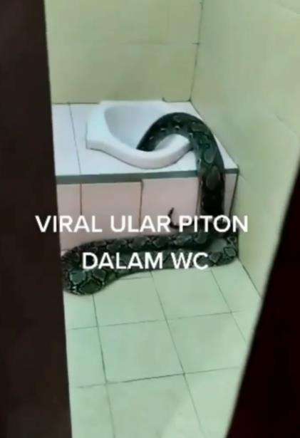 Geger ular piton keluar dari lubang WC.