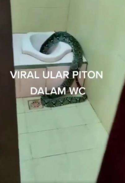 Geger ular piton keluar dari lubang WC.