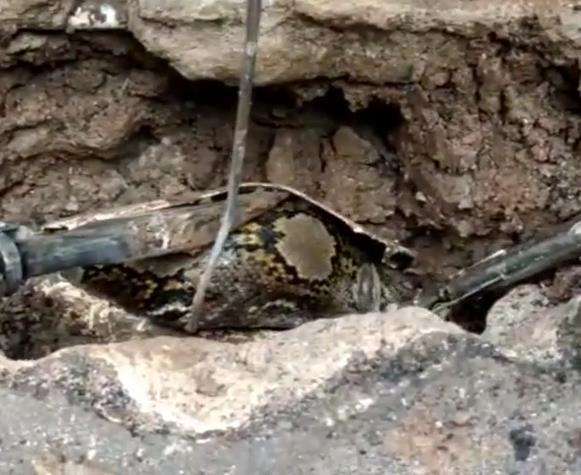 Evakuasi ular sanca kembang alias ular piton di Ciracas, Jakarta Timur.
