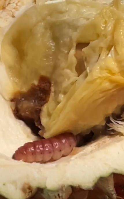 Tantangan belah durian di TikTok.