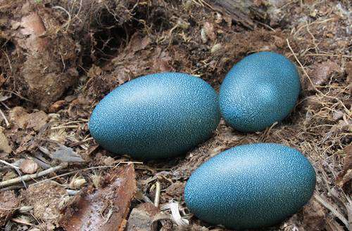 Telur emu