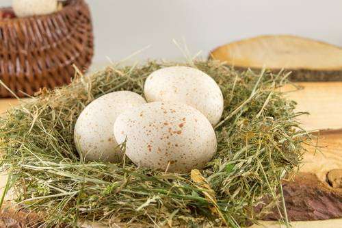 Telur kalkun