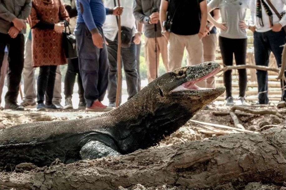 Taman Nasional Komodo