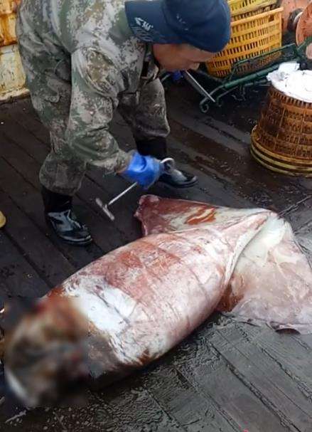 Proses pemotongan cumi-cumi raksasa.