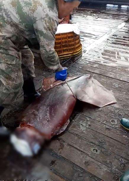 Proses pemotongan cumi-cumi raksasa.