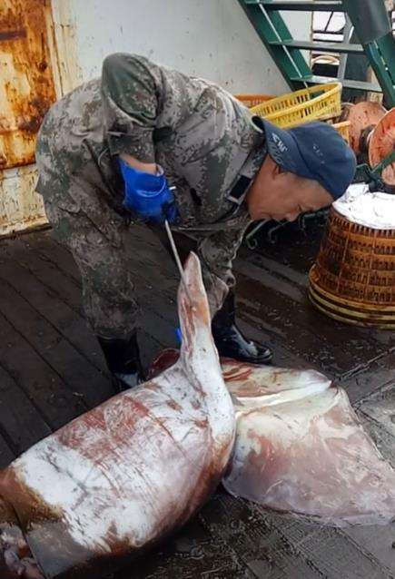 Proses pemotongan cumi-cumi raksasa.