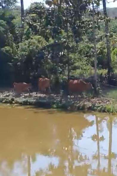 Viral sapi auto balik kandang begitu dipanggil pulang pemiliknya.