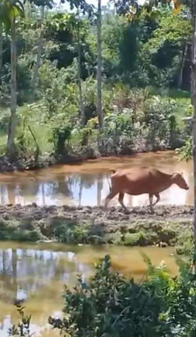 Viral sapi auto balik kandang begitu dipanggil pulang pemiliknya.