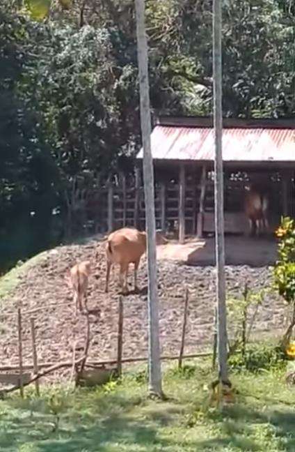 Viral sapi auto balik kandang begitu dipanggil pulang pemiliknya.