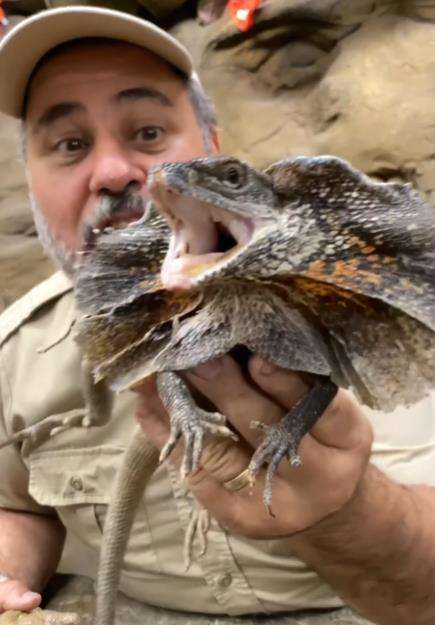 Naga berjumbai ini dikira sama dengan yang di film Jurassic Park.