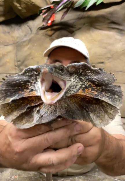 Naga berjumbai ini dikira sama dengan yang di film Jurassic Park.