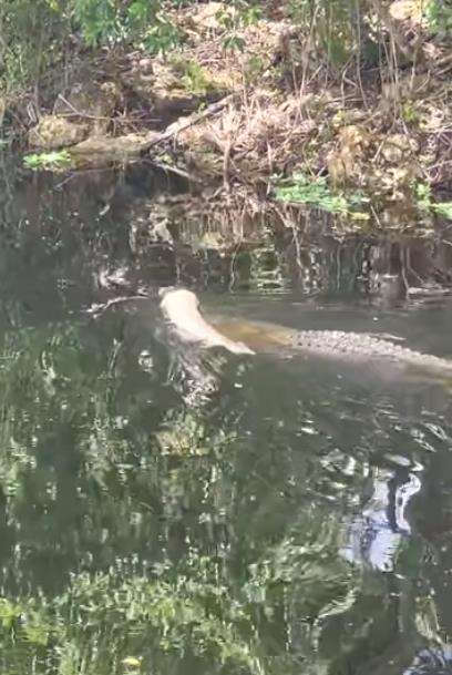 Penampakan aligator mendorong bangkai piton Burma raksasa.