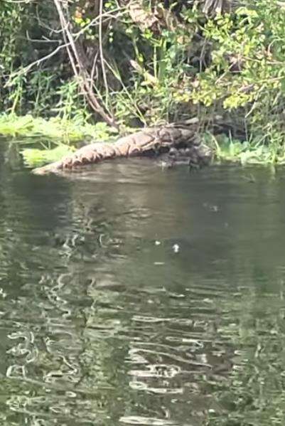 Penampakan aligator mendorong bangkai piton Burma raksasa.