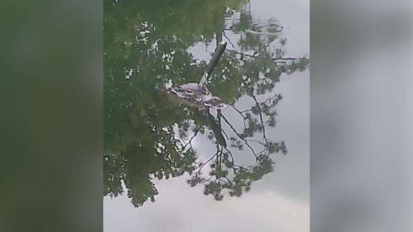 Alligator dengan pisau besar menancap di kepalanya.