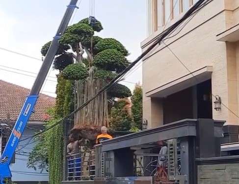 Angkut pohon