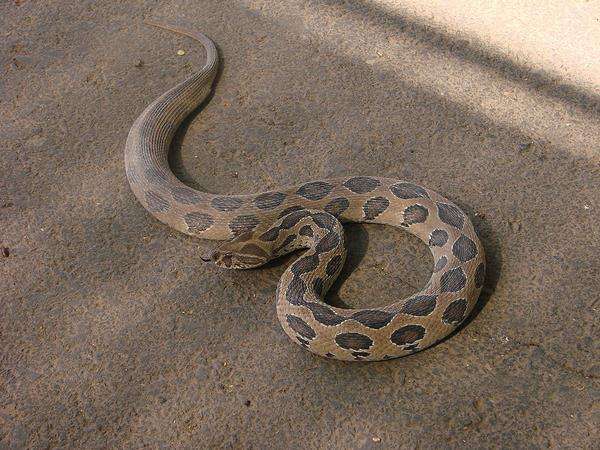 Viper (beludak) Russell, salah satu dari empat ular paling mematikan di India. Viper (beludak) Russell, salah satu dari empat ular paling mematikan di India.