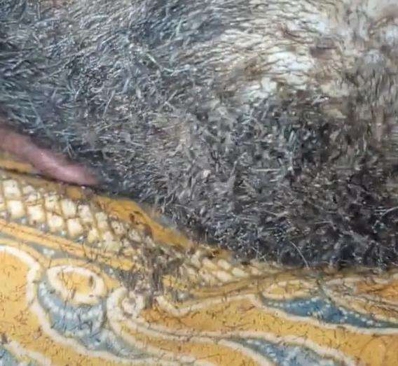 Bikin merinding, kepala nenek jadi sarang ribuan kutu rambut.