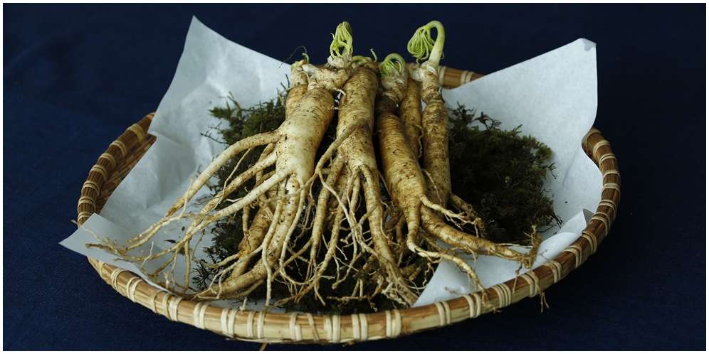 Manfaat Ginseng untuk Kecantikan