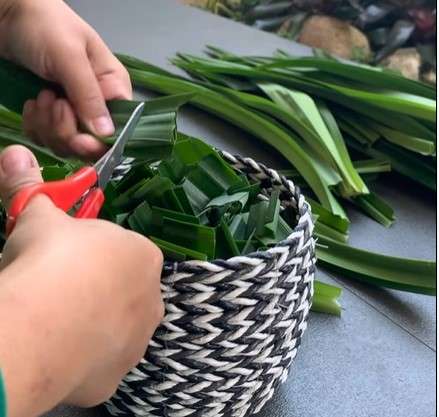 Gunting daun