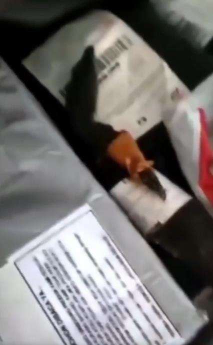 Sortir paket, kurir kaget temukan biawak hidup.