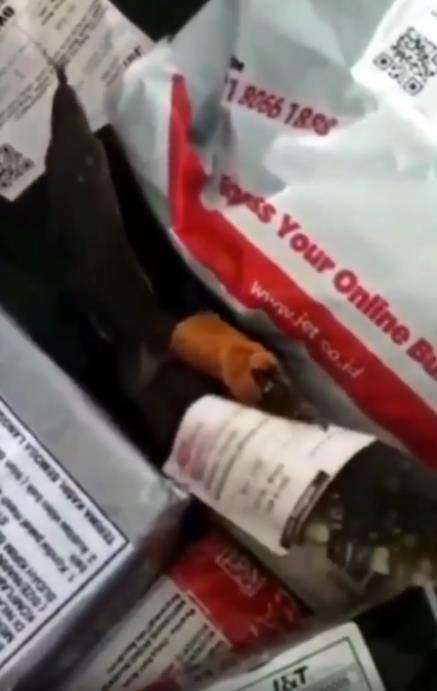 Sortir paket, kurir kaget temukan biawak hidup.