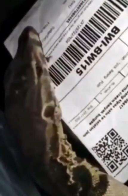 Sortir paket, kurir kaget temukan biawak hidup.