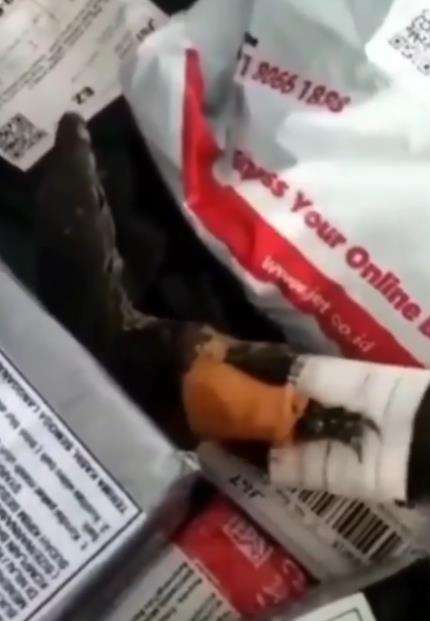 Sortir paket, kurir kaget temukan biawak hidup.