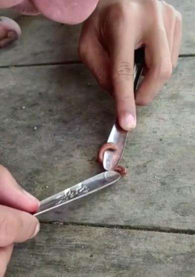 Pria hitung jumlah kaki seribu, benarkah jumlahnya sesuai namanya?