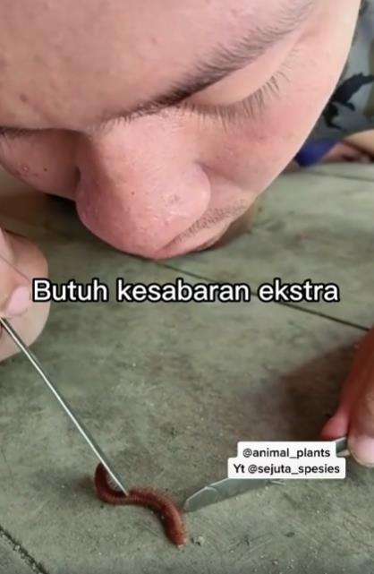 Pria hitung jumlah kaki seribu, benarkah jumlahnya sesuai namanya?