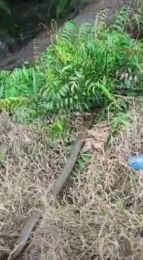 Dikira batang pohon ternyata king kobra raksasa telan ular piton.