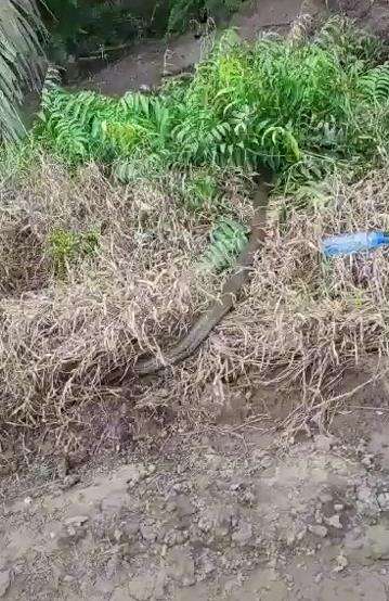 Dikira batang pohon ternyata king kobra raksasa telan ular piton.