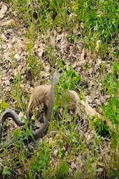 Pertarungan sengit ular kobra hitam vs biawak air.